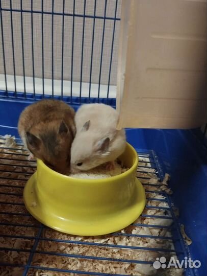 Сирийский хомяк