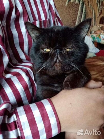 Экзотический кот