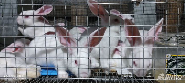 Белый Паннон