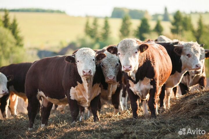Абердино-ангусы племенные