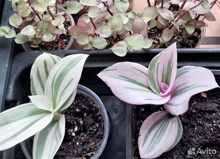 Традесканции, Каллизия