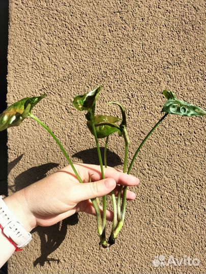 Сингониум Кристмас