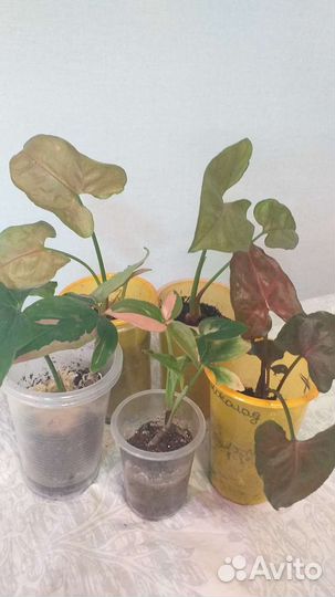 Комнатные растения