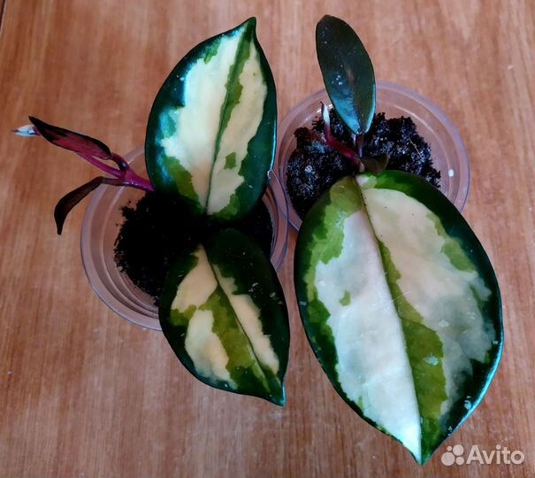 Бегония. Сциндапсус. Хойя. Синадениум. Педилантус