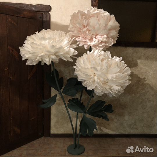 Пионы ростовые