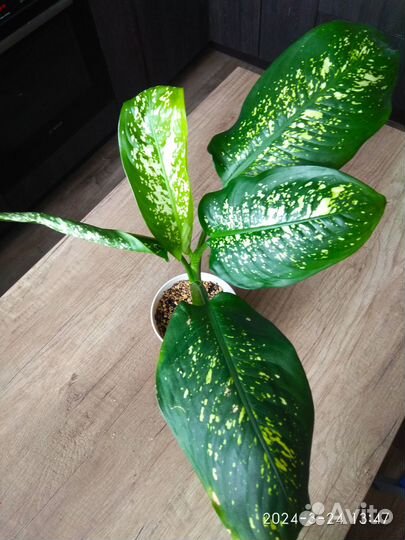 Диффенбахия