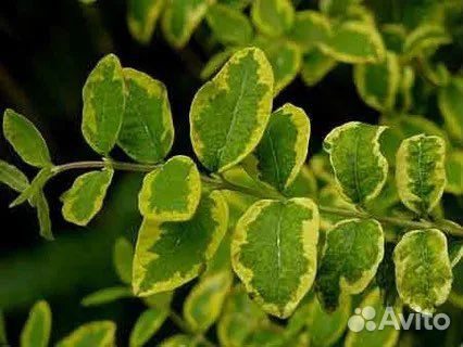 Снежноягодник форис вариегатис