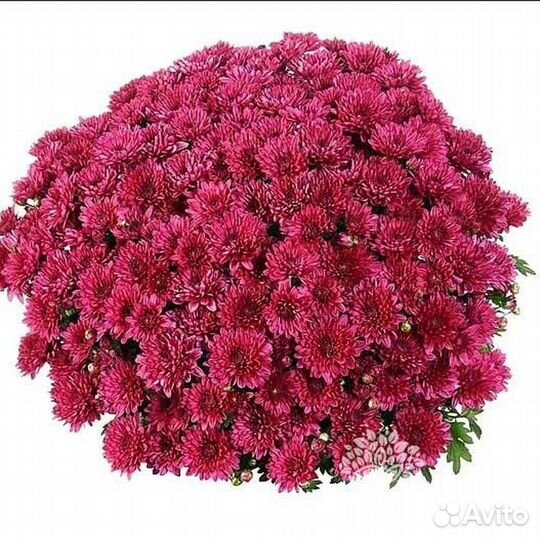 Рассада цветов