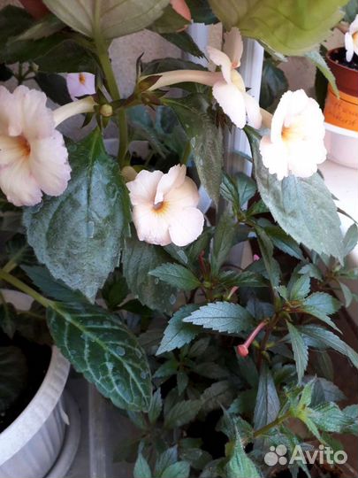 Ахименесы сортовые