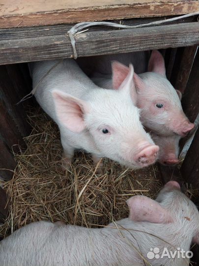Домашние поросята