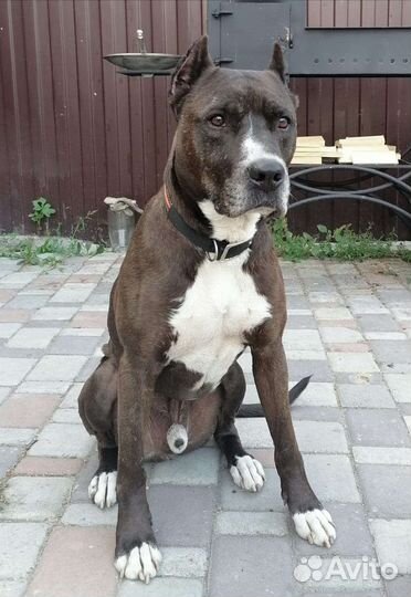 Передержка для собак