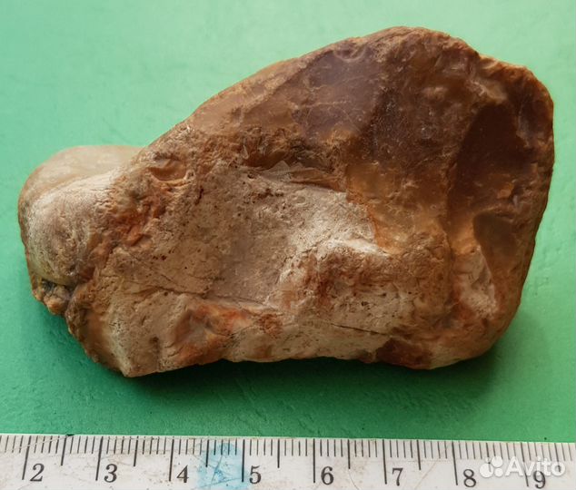 Окаменелость в камне