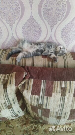 Котята отдам бесплатно