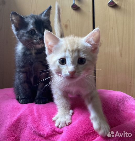 Котята в добрые руки приучены к лотку