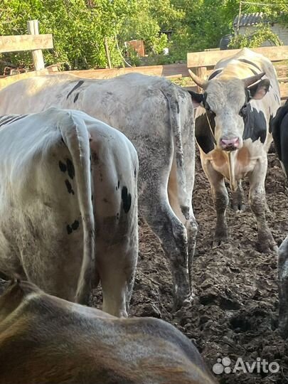 Продаю быков