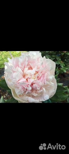 Пион Светлана Седова