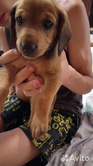 Щенки в добрые руки