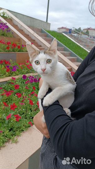 Котята мальчики и девочки
