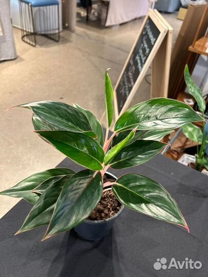 Аглаонема Сиам aurora