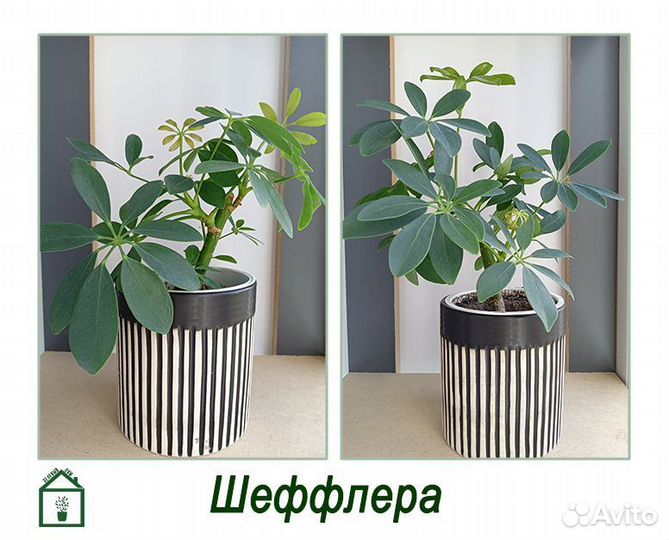 Шеффлера, комнатные растения