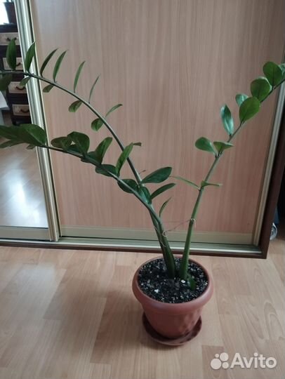 Замиокулькас