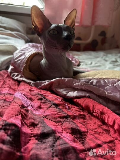 Канадский сфинкс вязка