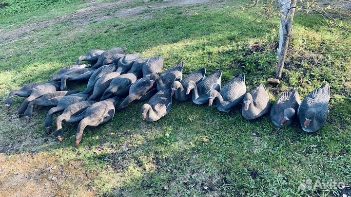 Чучела белолобых гусей