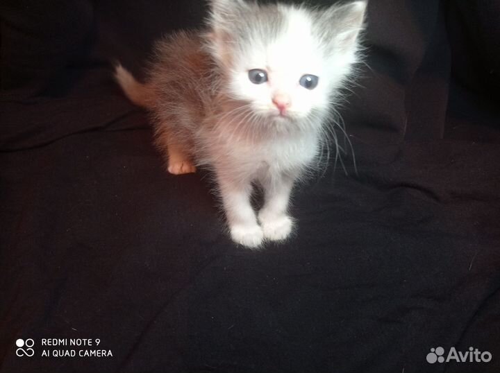 Котёнок Цезарь