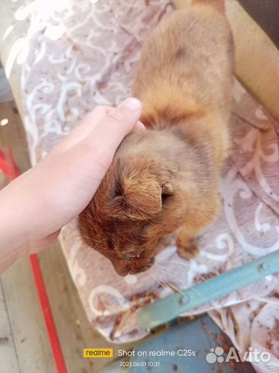 Потерянная кошка
