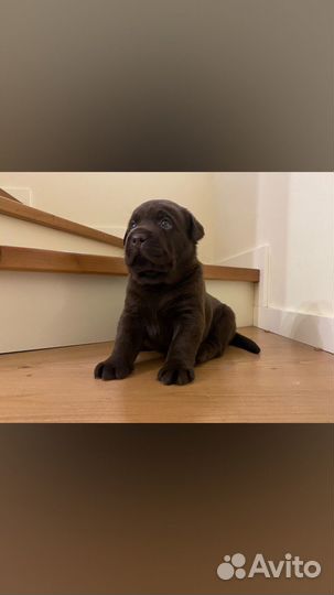 Шоколадные малыши