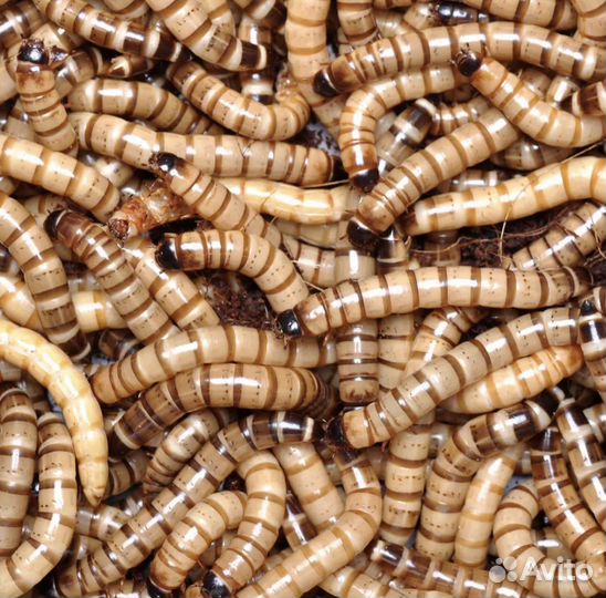 Зофобас личинки