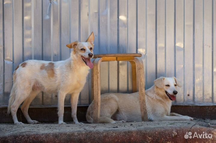 Минипесик Кофеек 10 кг в добрые руки