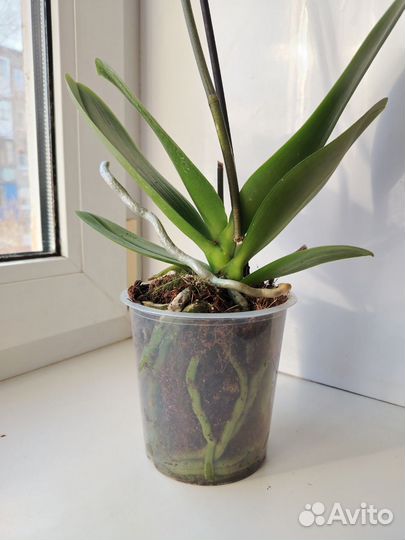 Орхидея фаленопсис Пират Пикотти ред