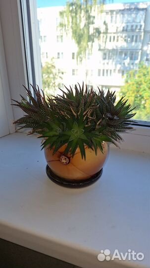 Танцующий кактус