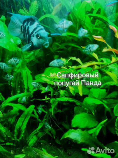 Нотропис, коридорасы,неон, скаляри, минор,растен