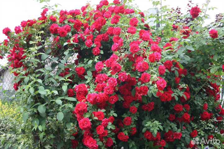Розы плетистые