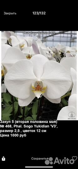 Орхидея фаленопсис Sogo Yukidian