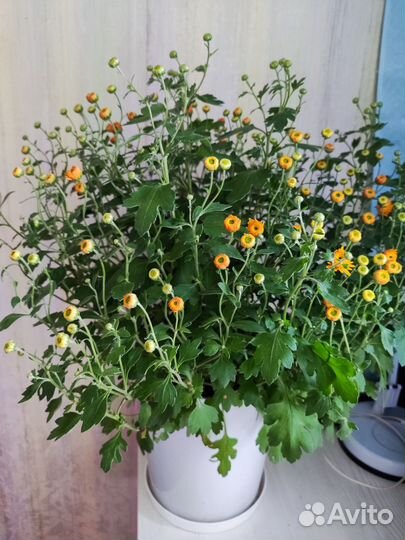 Хризантема мультифлора