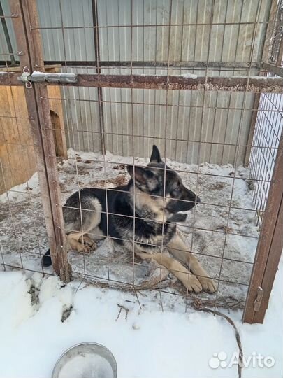 Немецкая овчарка вязка