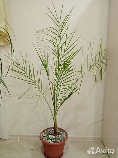 Финиковая пальма