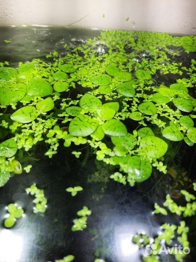 Гуппи, Аквариумные растения