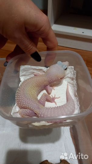 Гекконы, Эублефар