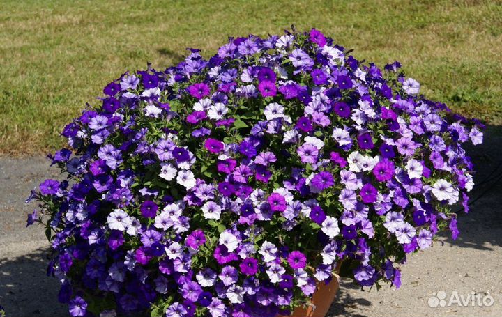Семена петунии ампельной гигантской