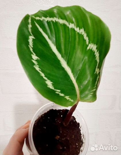 Калатея Эппл Би