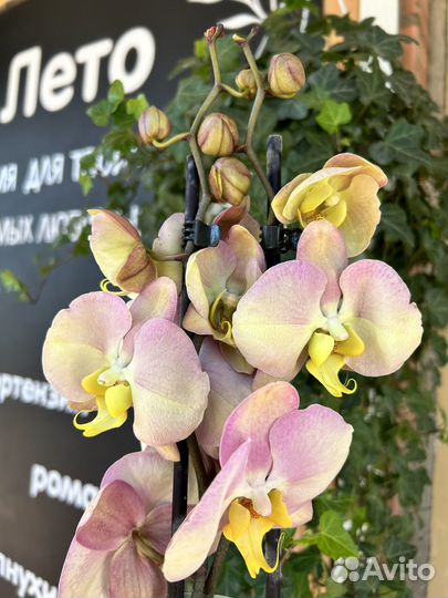 Орхидея фаленопсис