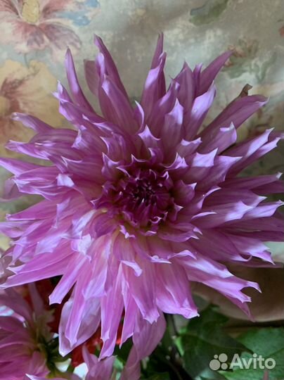 Корни георгинов