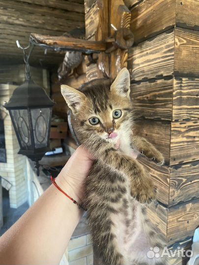 Кошка в дар