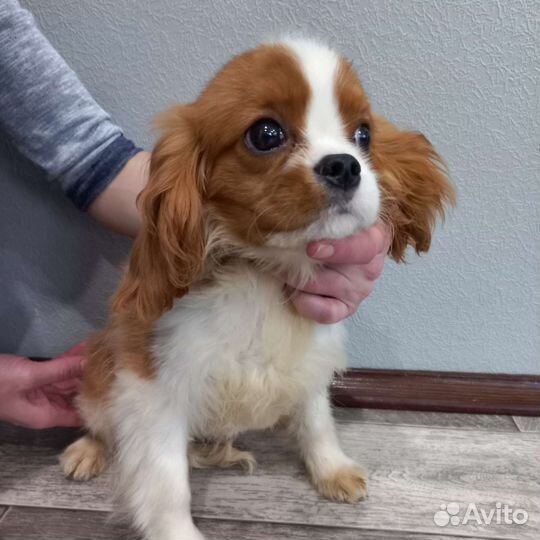 Кавалер Кинг чарльз спаниеля щенки