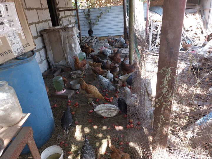 Цыплята подрощенные