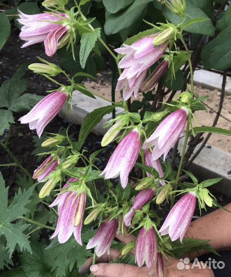 Петунья вегетативная черенки из кассеты от